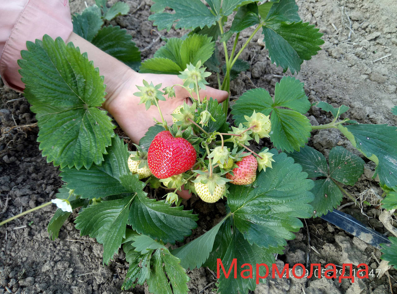 

Рассада клубники Мармелада