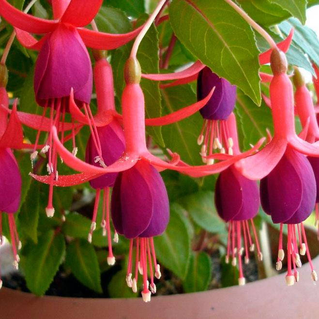 

Фуксия микс расцветок, Fuchsia triphylla, Разные цвета