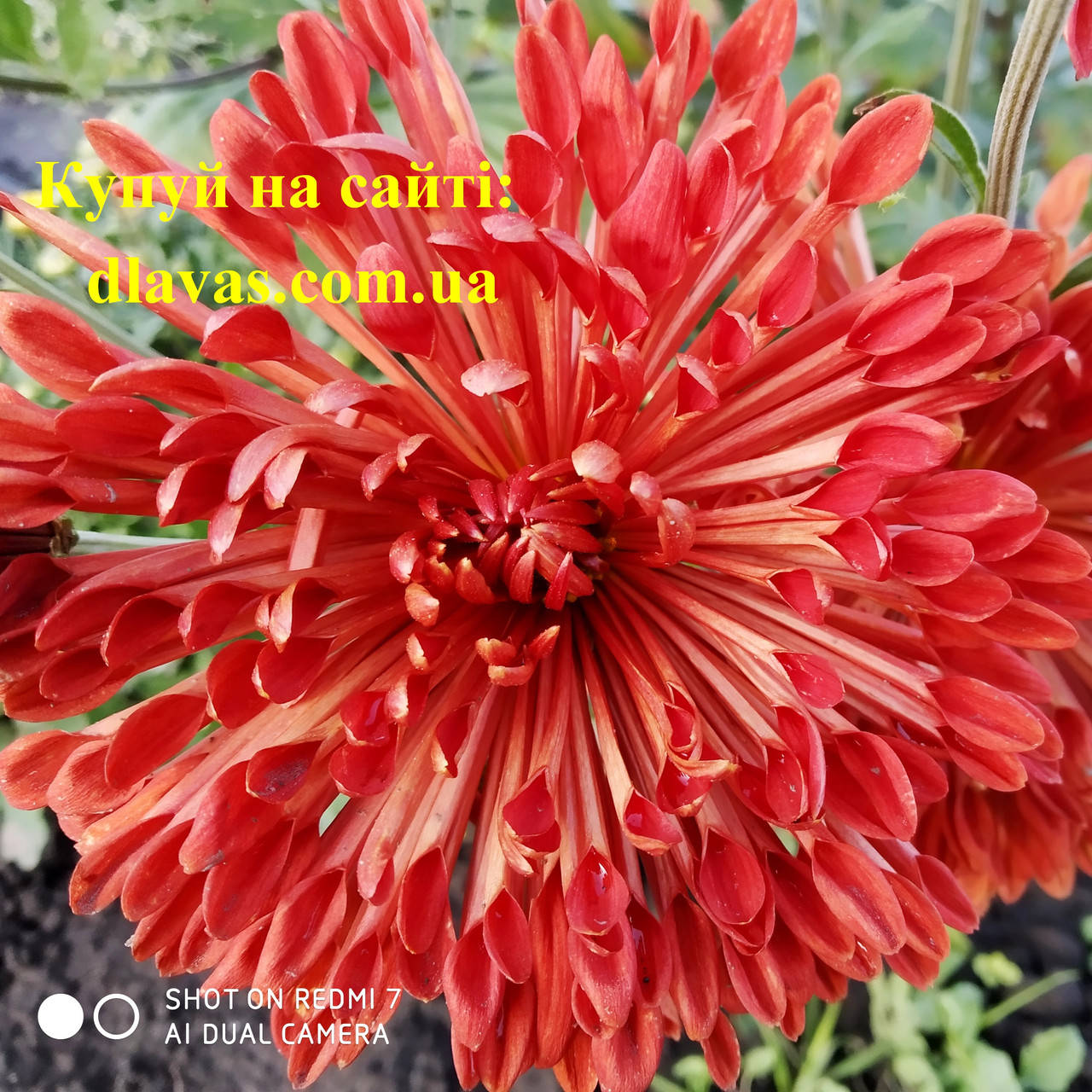 

Хризантема корейская КРУПНАЯ ИГОЛКА