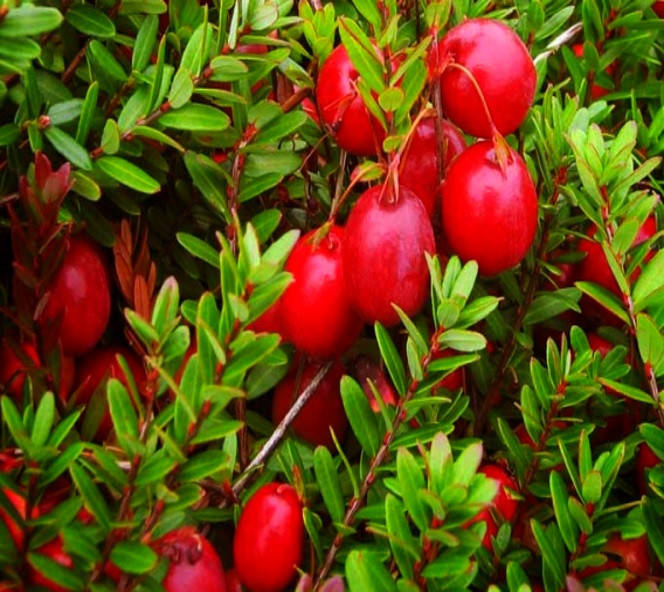 

Саженцы клюквы Эрли Блек двухлетний