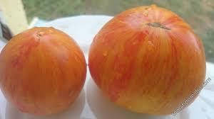 

Семена томата Королева красоты