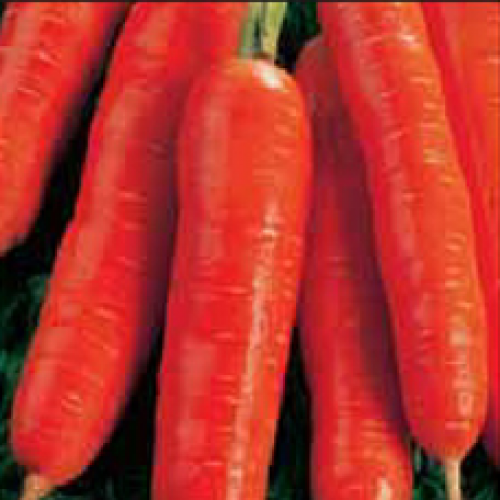 

Морковь “Нантская”, весовая, 50г