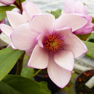 

Магнолия Фейри Блаш / Magnolia Fairy Blush