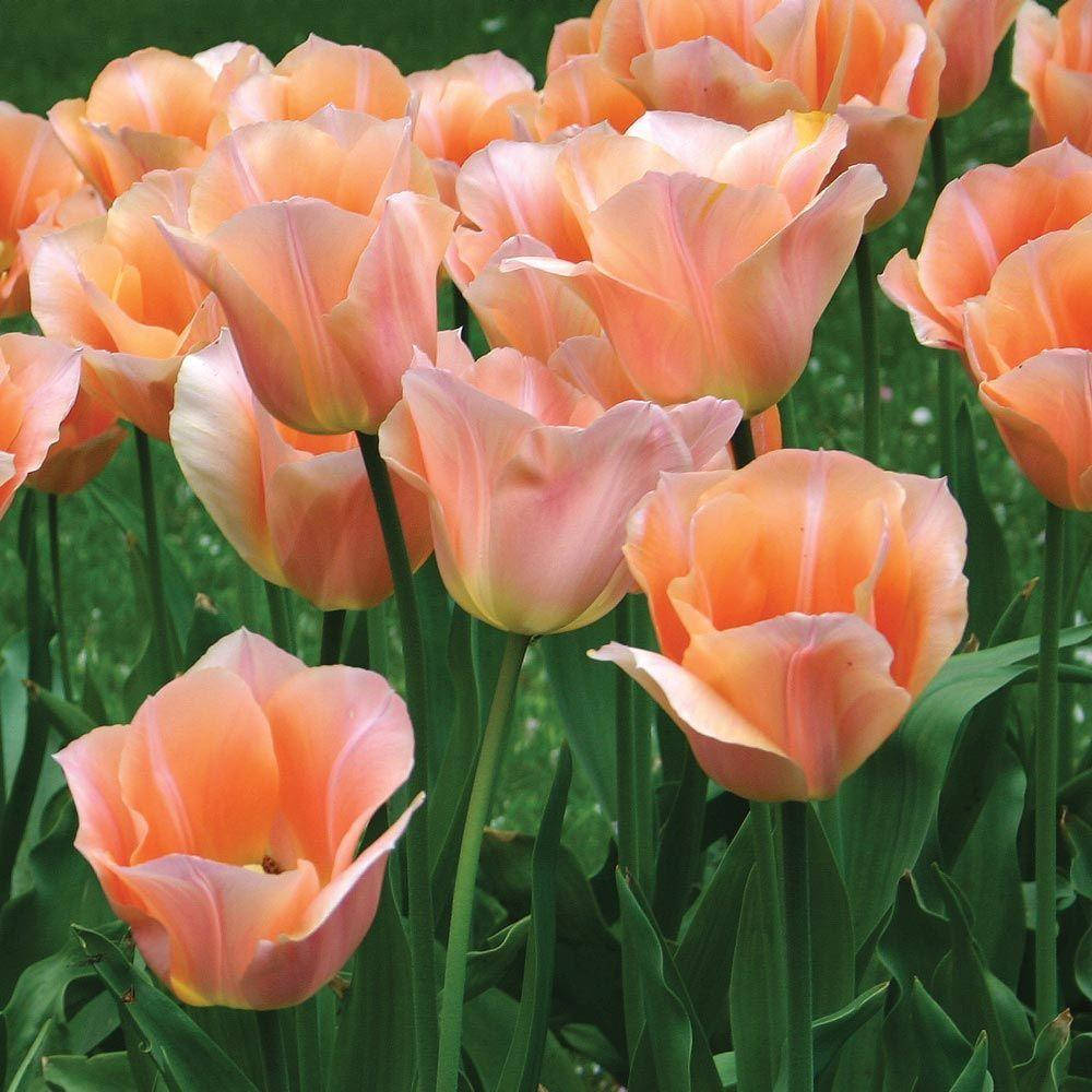 

Тюльпан 'Apricot Beauty'(2шт.), Розовый