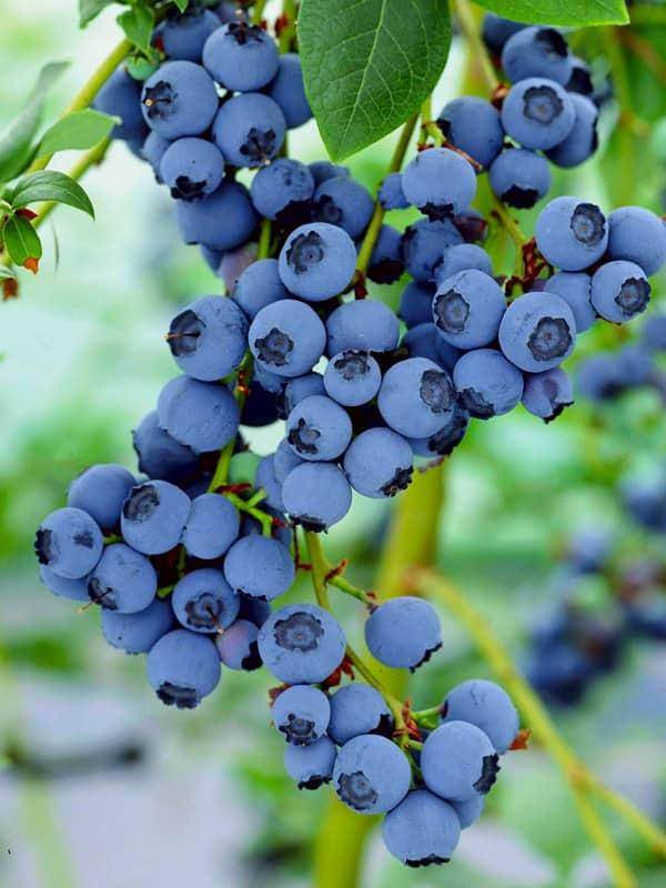 

Голубика "Блюкроп", 1-летний (средний сорт)