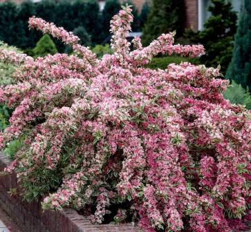 

Вейгела Нана Вариегата 2года