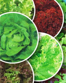 

Семена салата Смесь 7 сортов