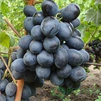 

Саженцы винограда "РУСЛАН"