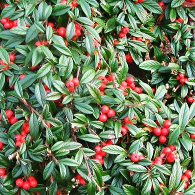 

Кизильник Эйхольц / Cotoneaster radicans Eichholz