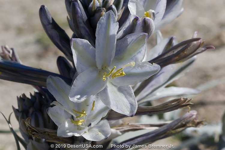 

Отдушка аромат Цветов, 10 мл.