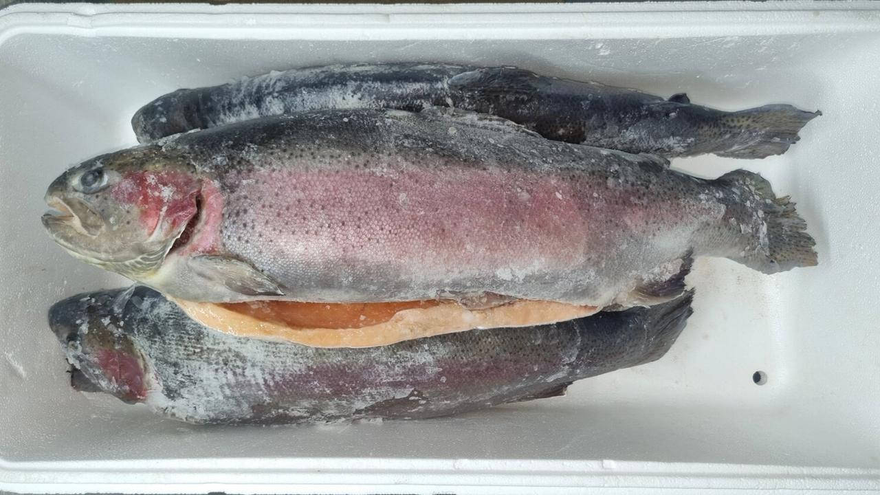 

Форель рыба свежомороженая