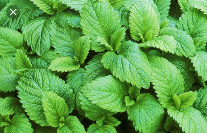 

М'ята Лимонна/Lemon