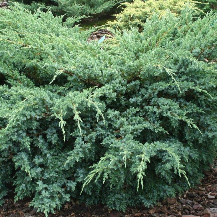 

Ялівець лускатий Blue Swede 3 річний / Ялівець лускатий Блю Свід / Ханнеторп, Juniperus Hunnetorp