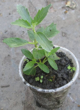 

Кариоптерис кладонский. Форма 2. Укорененные черенки в контейнерах Д5.