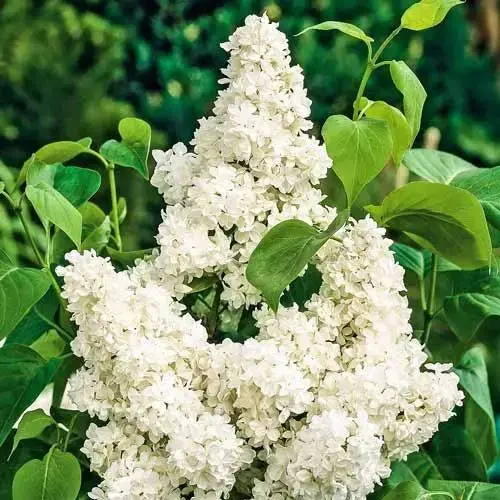 

Саженцы сирени "Мадам Лемуан"