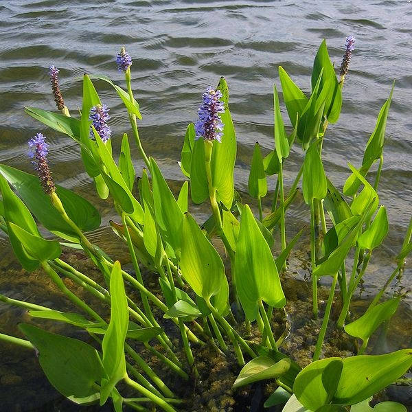 

Понтедерия сердцелистная (Pontederia cordata)