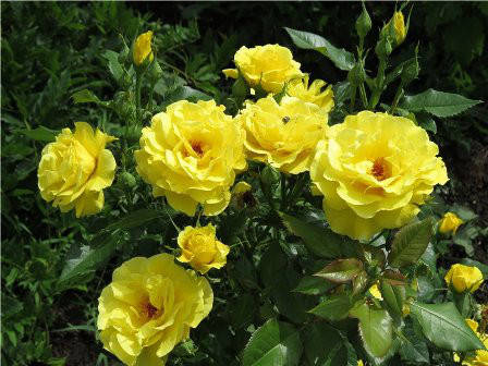 

Роза флорибунда "Friesia"