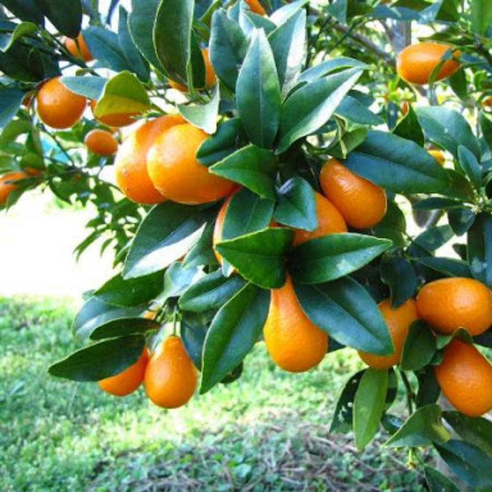 

Кумкват Нагами