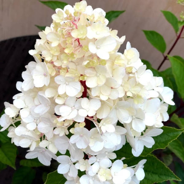 

Гортензія волотиста Харіс Сувенір / Hydrangea paniculata "Harry's Souvenir" С3 / Н15-20