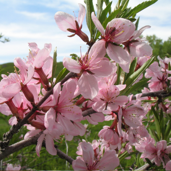

Саженцы декоративного миндаля «Ледебура» - 1-летний