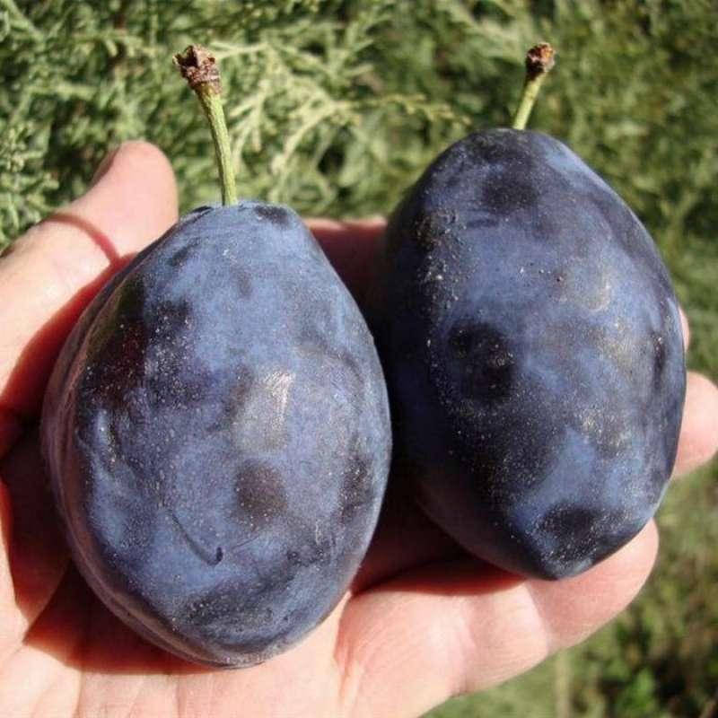 

Саженцы сливы сорта Эмпресс, слива саженцы