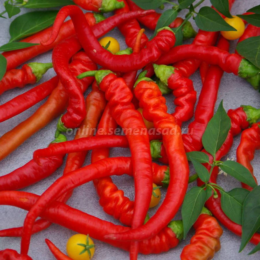 

Перец Бараний рог