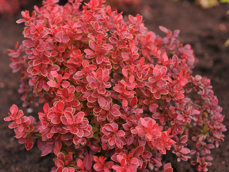 

Барбарис Тунберга Адмирейшн С3 / Berberis thunbergii Admiration, Orange Compact