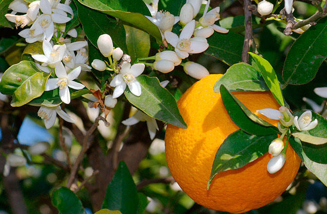 

Апельсин Вашингтон Нэвил (Citrus sinensis ‘Washington navel) 25-30 см. Комнатный