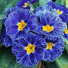 

Примула Зебра Блю (Primula Zebra Blue )