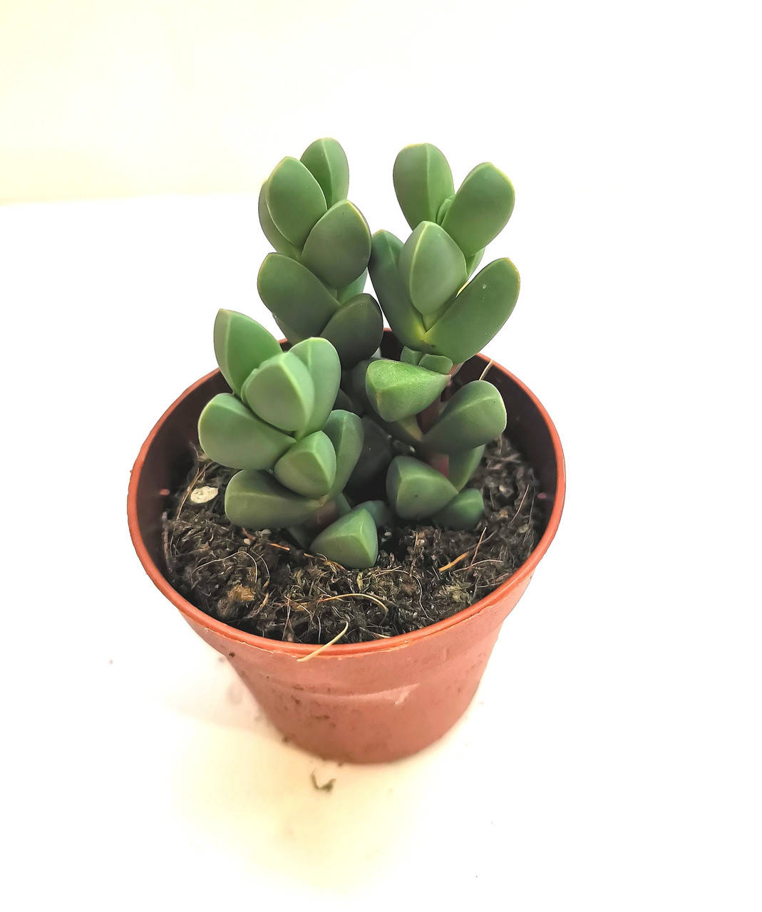 

Делосперма Delosperma lehmannii Суккулент Комнатное растение