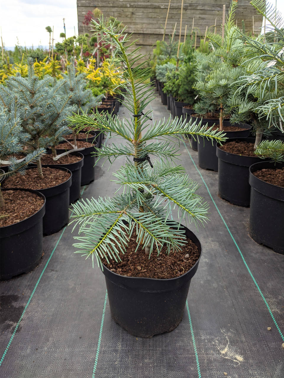 

Abies grandis x concolor Leuteneggeri C-5