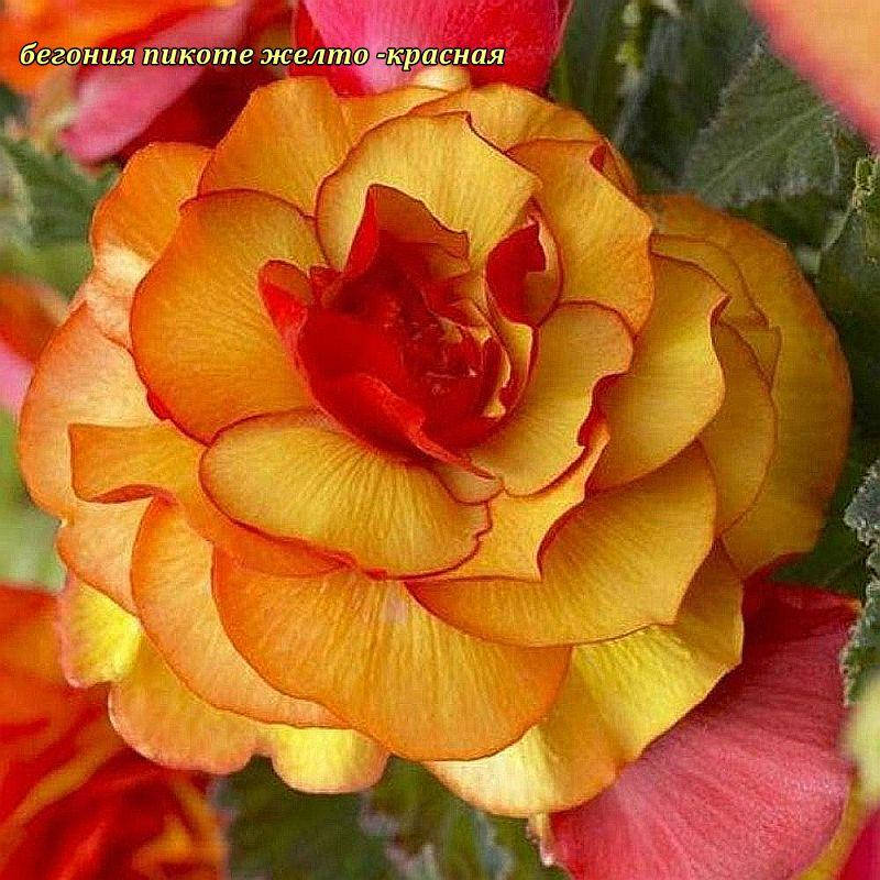 

Бегония Picotee Yellow - Red крупноцветковая клубни 5/6