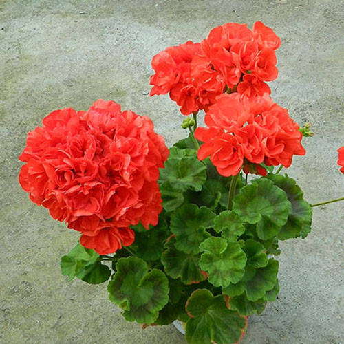 

Пеларгония Ainsdale Duke