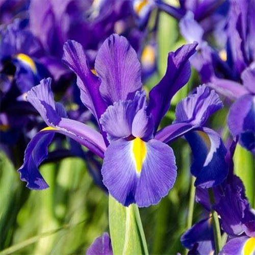 

Ирис Hollandica Discovery Purple
