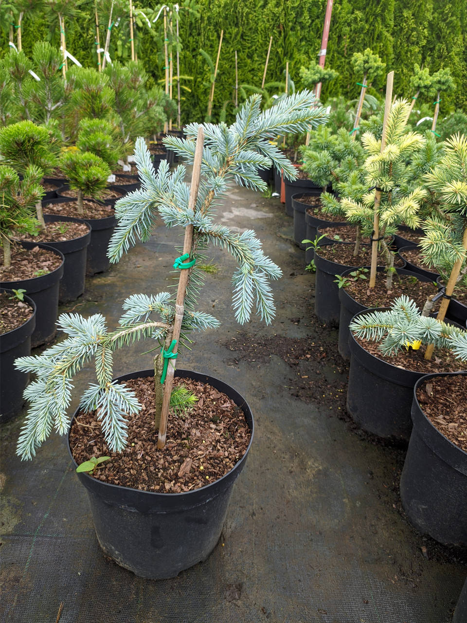 

Picea pungens The Blues C-5