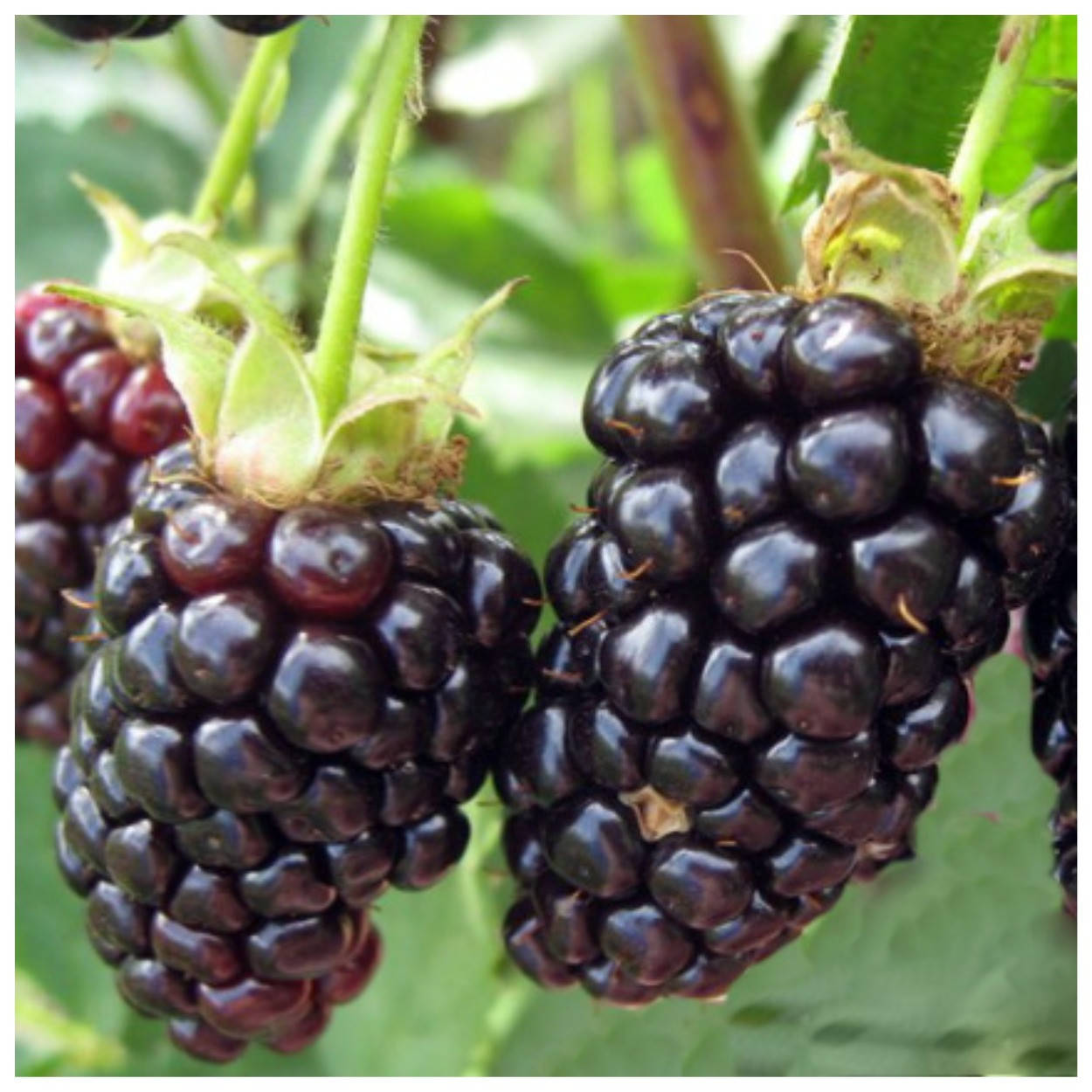 

Ежевика Натчез