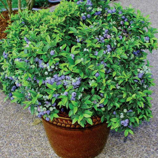 

Лохина високоросла Bluecrop 2 річна (СЕРЕДНЬОПІЗНІЙ СОРТ) / Голубика высокорослая Блюкроп, Vaccinium Bluecrop