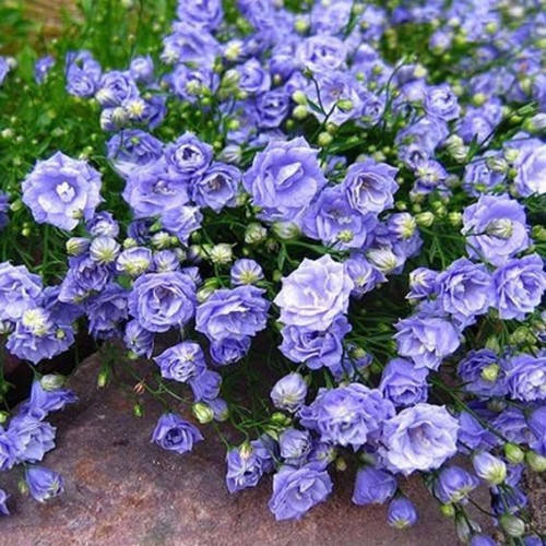 

Колокольчик махровий Елизабет Оливер