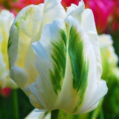 

Тюльпан White Parrot (луковицы) 3 шт, Белый