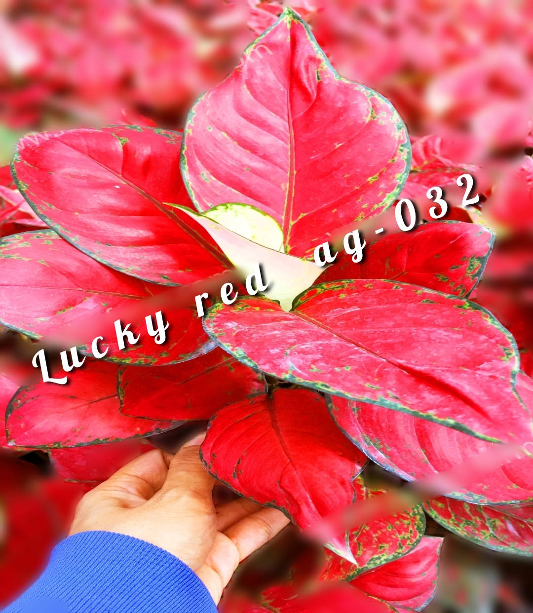 

Комнатные растения Аглаонема Lucky red AG-032