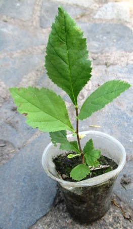 

Боярышник крупноплодный. Сеянцы в контейнерах Д5.