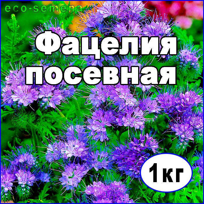 

Семена Фацелия, медонос, сидерат, от 1 кг на развес