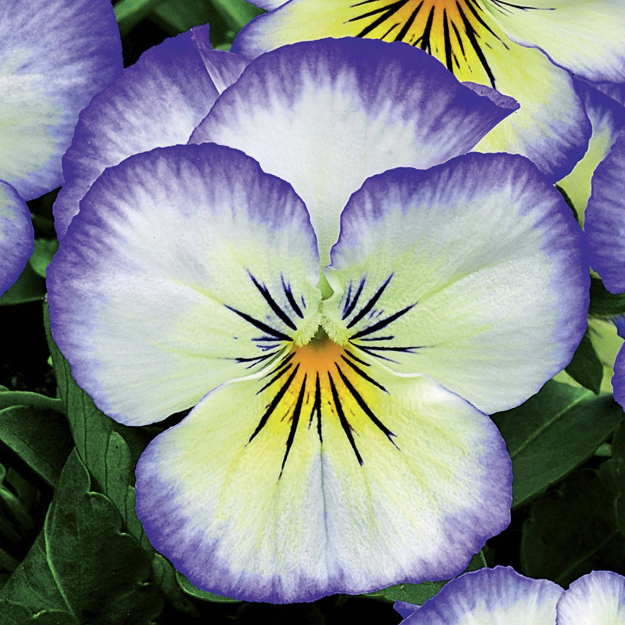 

Семена Виола Пенни F1 Purple Picotee 10шт / Syngenta