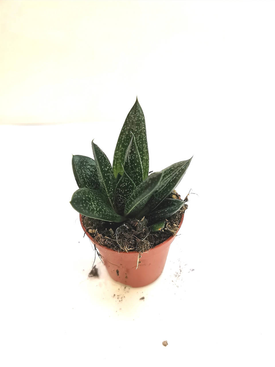 

Гастералое Gasteraloe Суккулент Комнатное растение