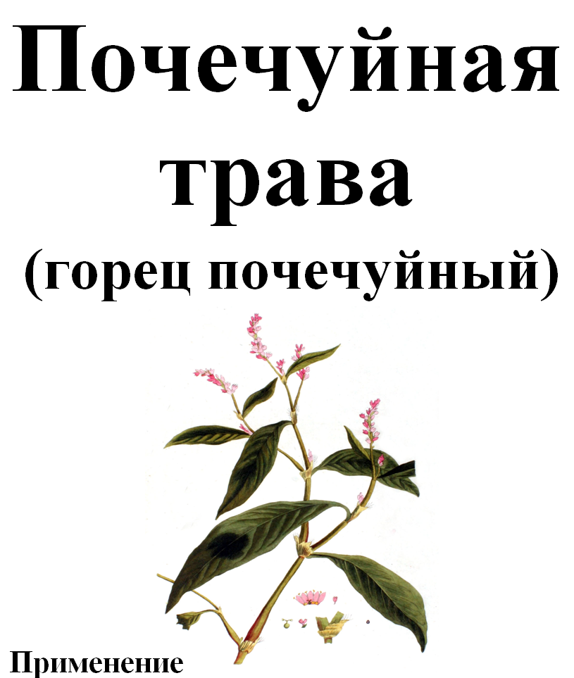 

Горец почечуйный (почечуйная трава), 35 грамм