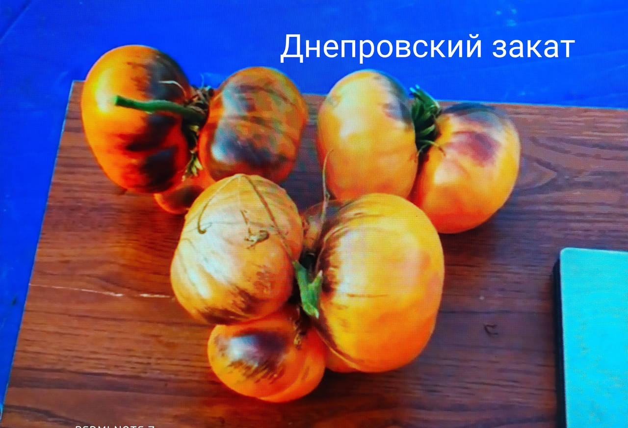 

Томат Днепровский закат