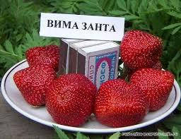 

Саженцы клубники ВИМА ЗАНТА