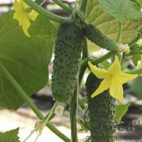 

Огурец «Альянс» F1 250с., Бейо (Bejo)