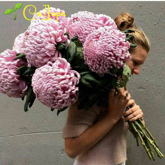 

Хризантема Виена Пинк (Viena Pink)