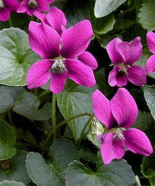 

Фиалка сестринская Рубра (Viola sororia Rubra)